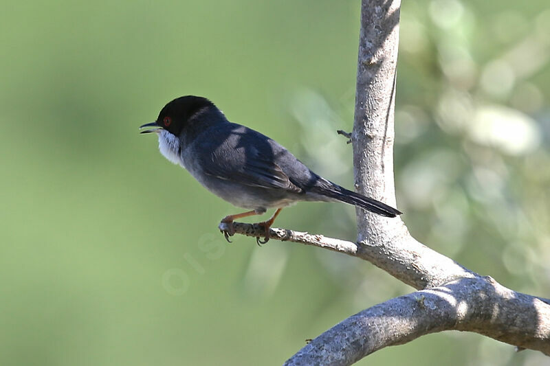 Sardinian Warbler