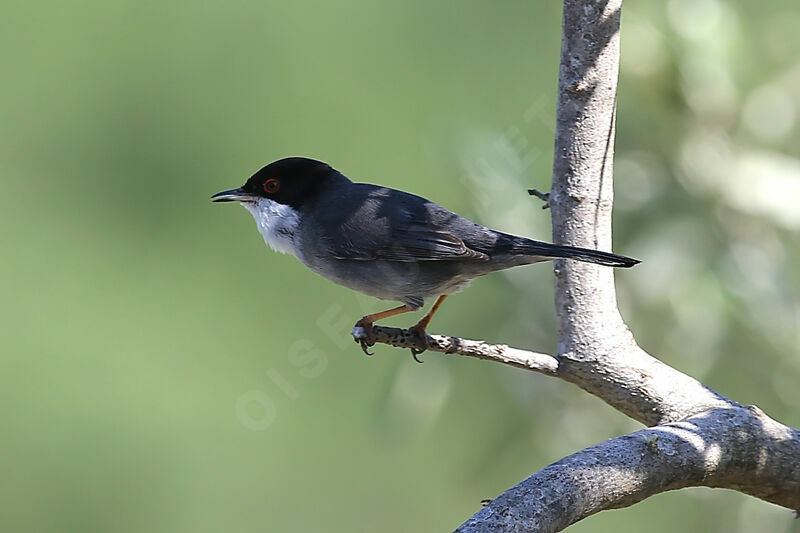 Sardinian Warbler