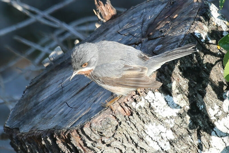 Western Subalpine Warbler