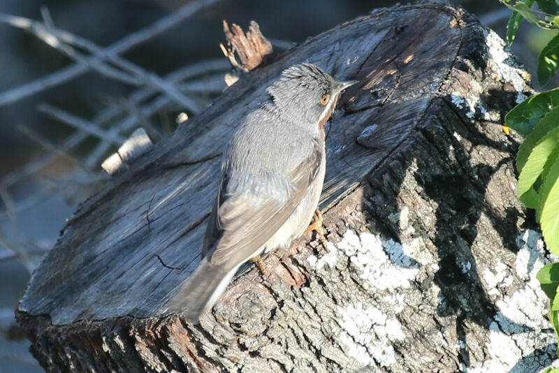 Fauvette passerinette