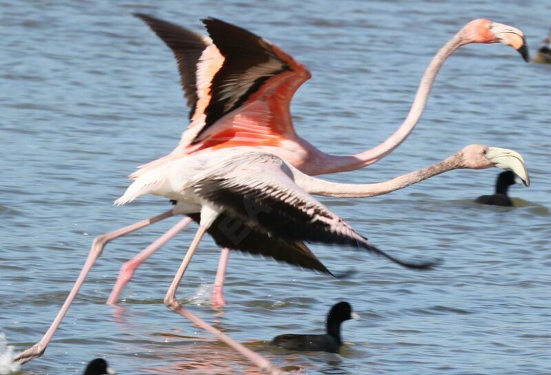 American Flamingo