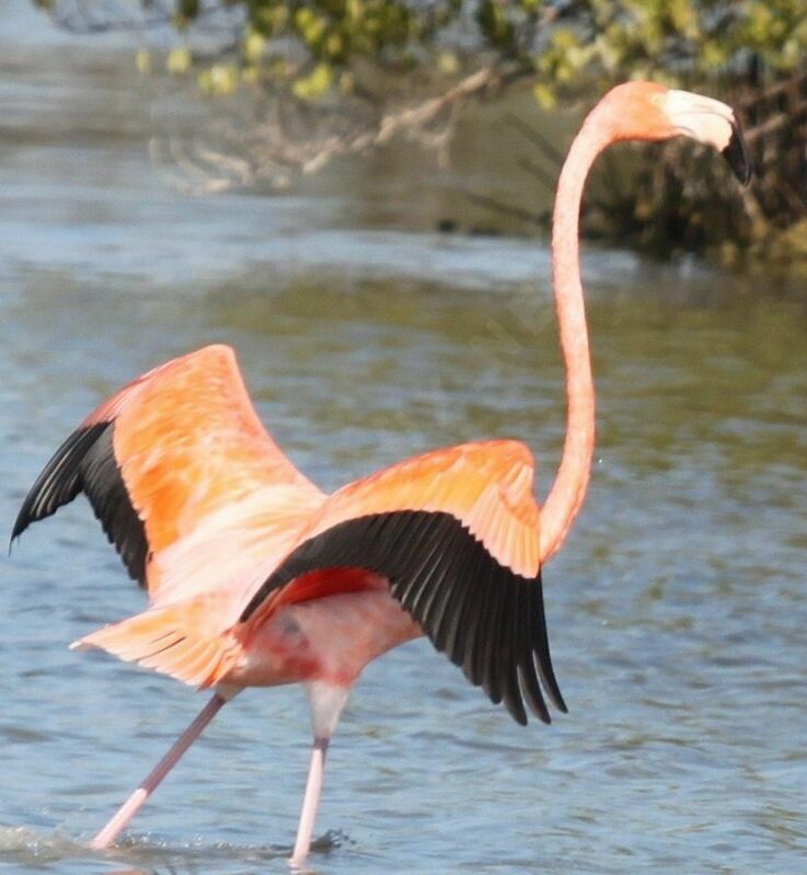 American Flamingo