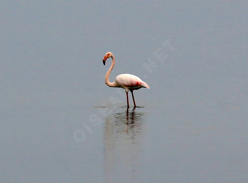 Flamant rose