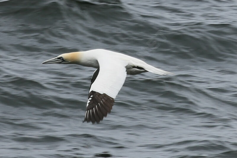 Northern Gannet