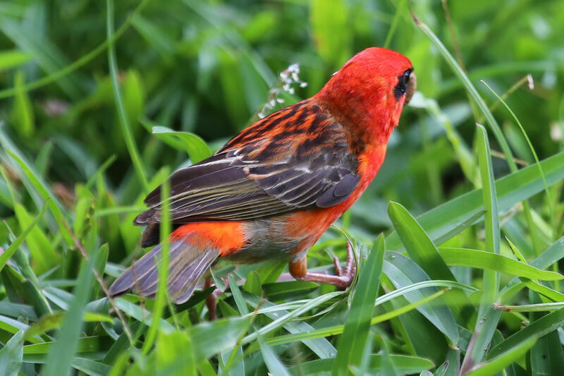 Foudi rouge