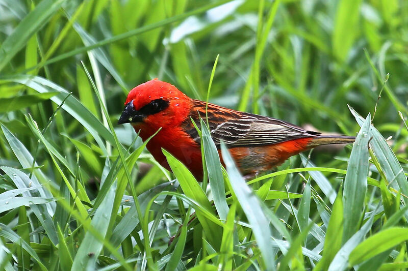 Red Fody