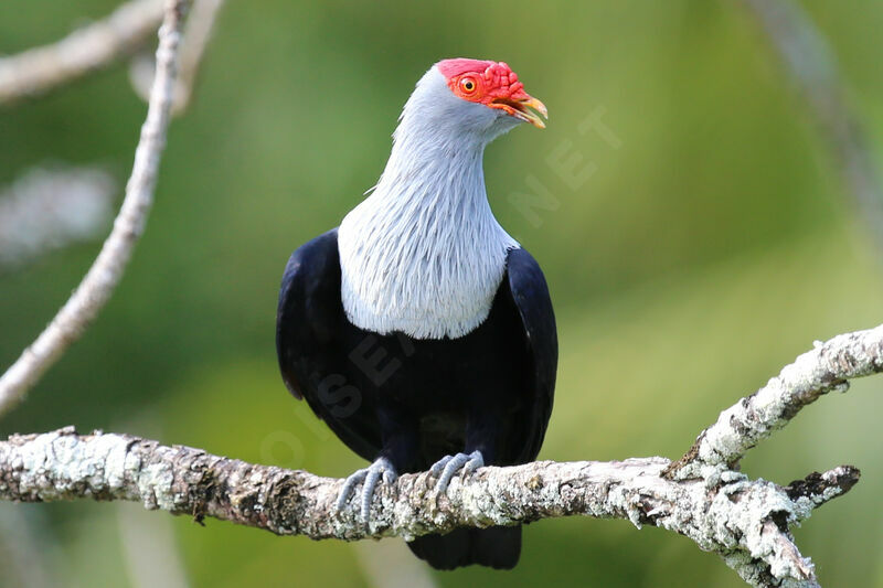 Seychelles Blue Pigeon