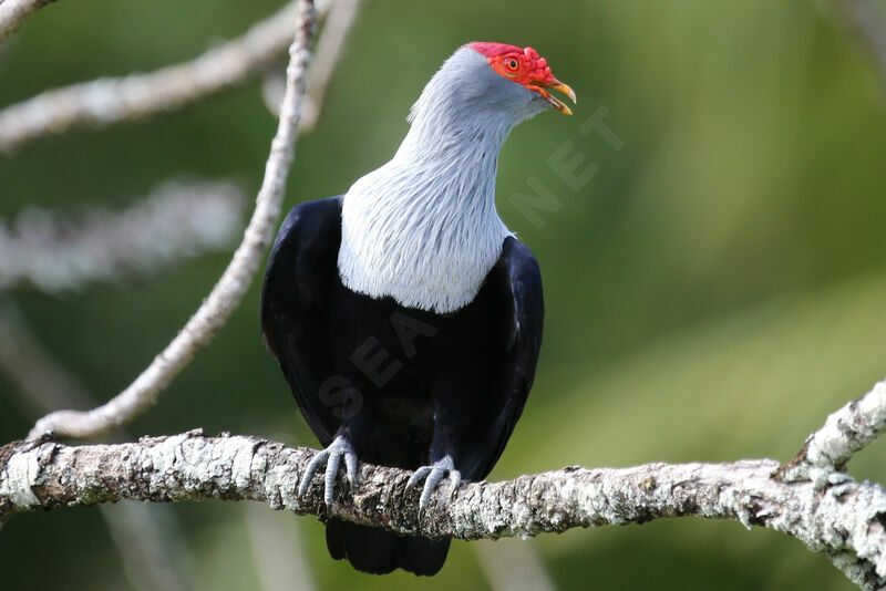 Seychelles Blue Pigeon