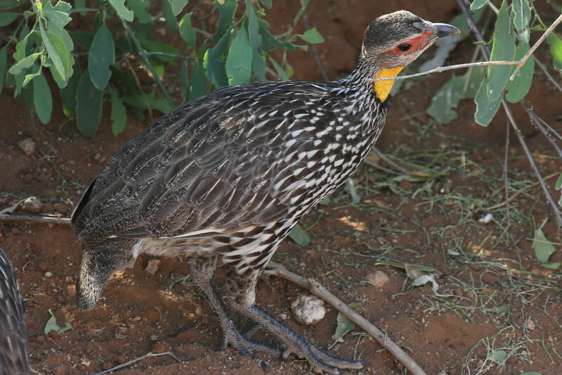 Francolin à cou jaune