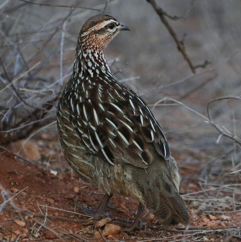 Francolin huppé