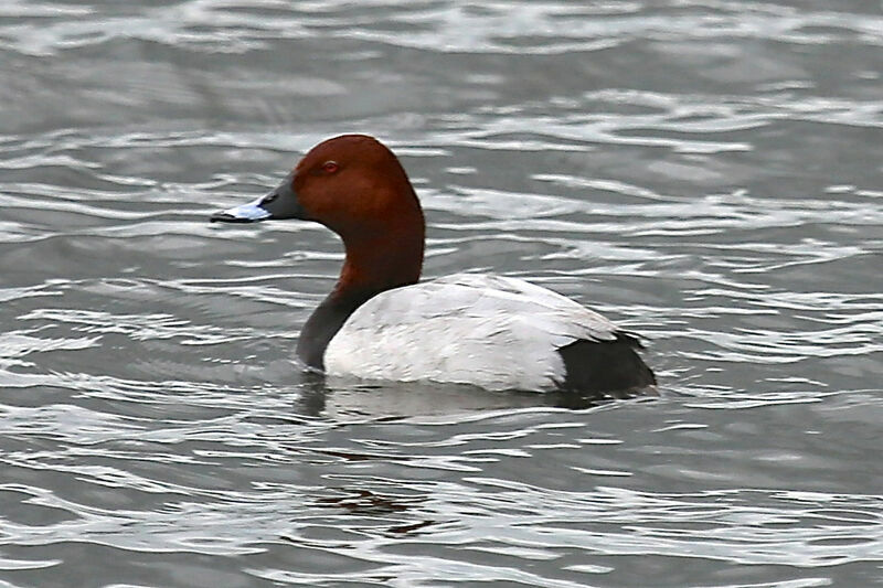 Common Pochard