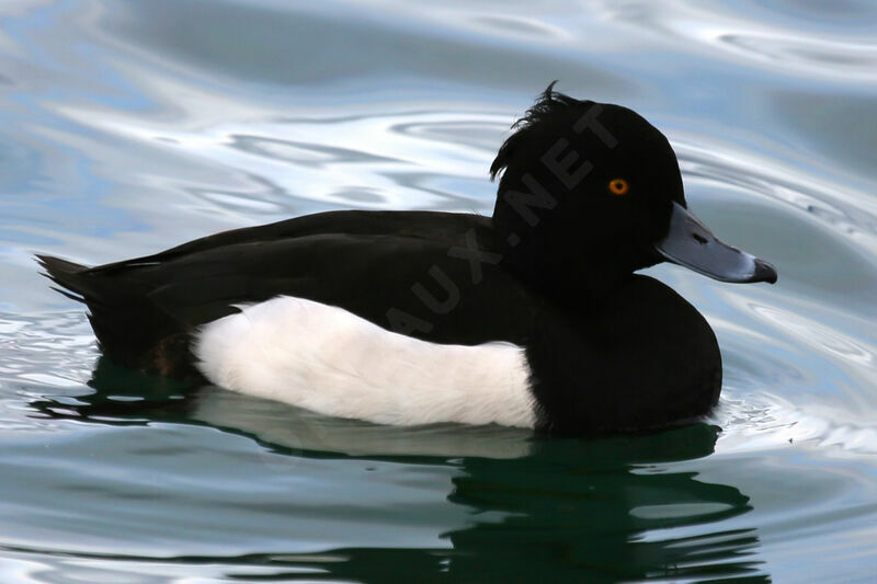 Tufted Duck