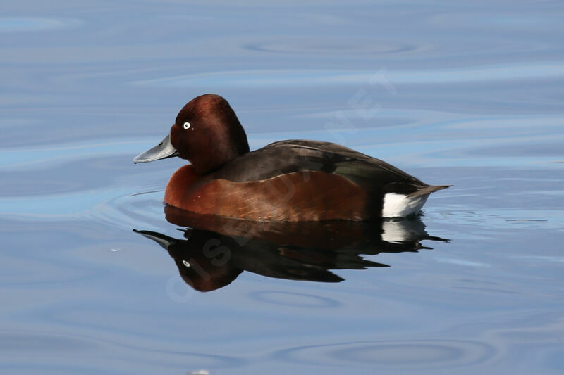 Ferruginous Duck