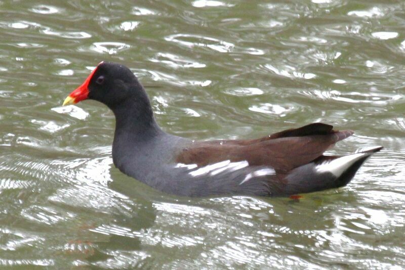 Gallinule d'Amériqueadulte