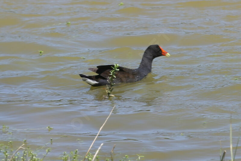 Common Gallinule