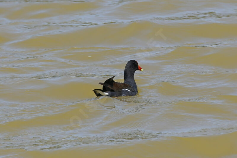 Common Gallinule