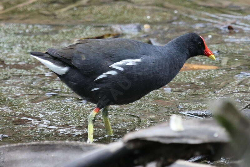 Gallinule poule-d'eau