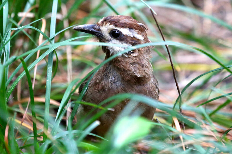 White-browed Laughingthrush