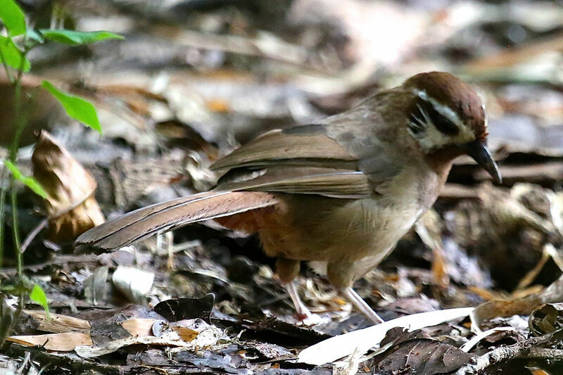 White-browed Laughingthrush