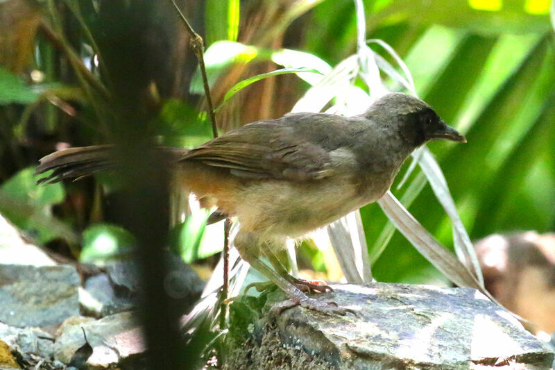 Masked Laughingthrush