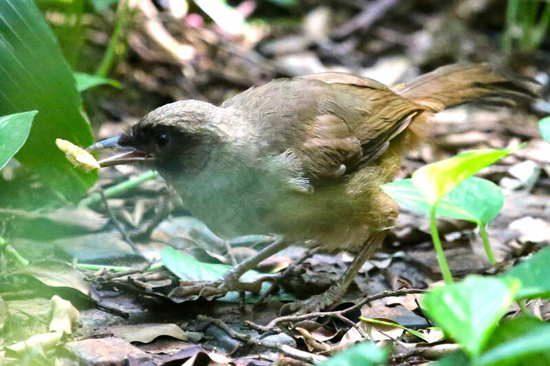 Masked Laughingthrush