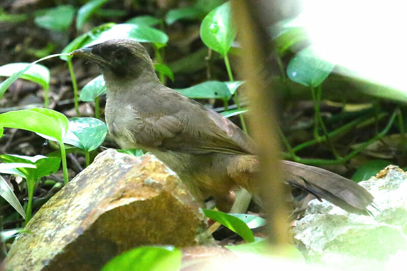 Masked Laughingthrush