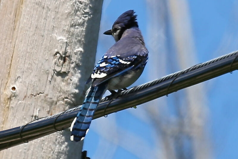 Blue Jay