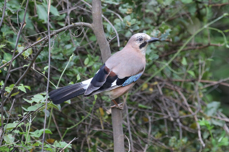 Eurasian Jay