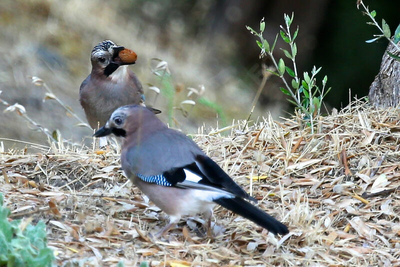 Eurasian Jay