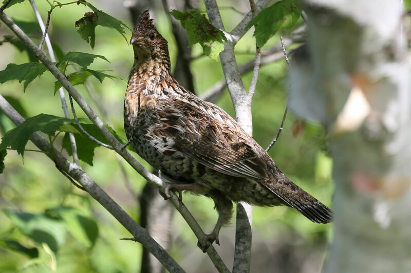 Ruffed Grouse