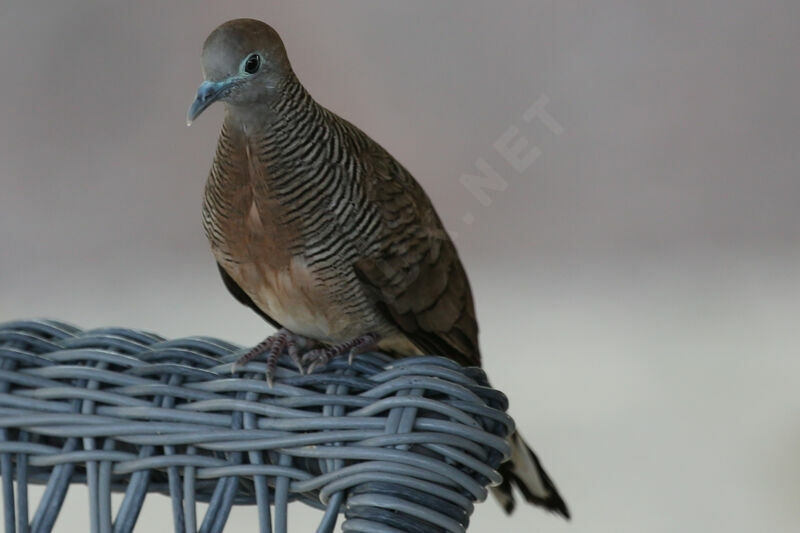 Zebra Dove