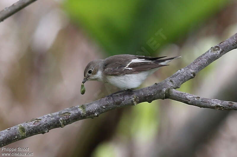 Semicollared Flycatcher female adult, pigmentation, feeding habits, fishing/hunting