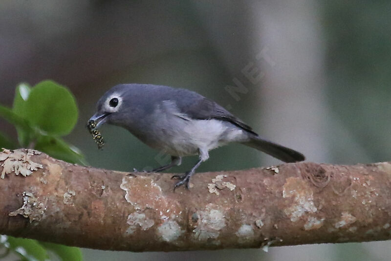 White-eyed Slaty Flycatcher