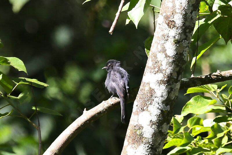 Gobemouche drongo