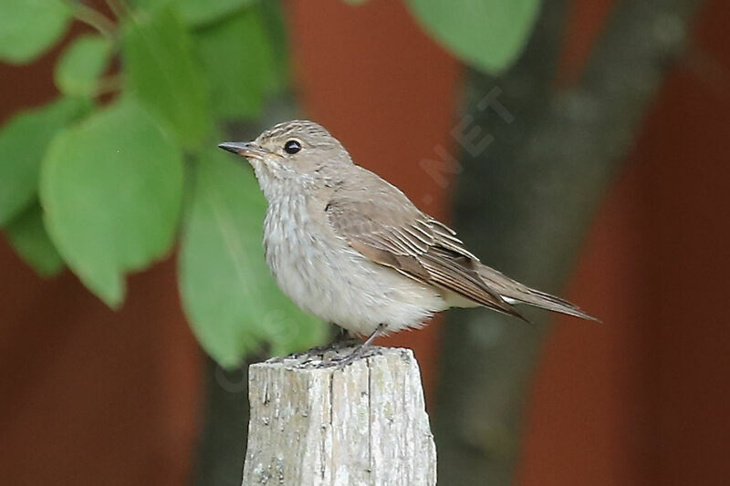 Spotted Flycatcher