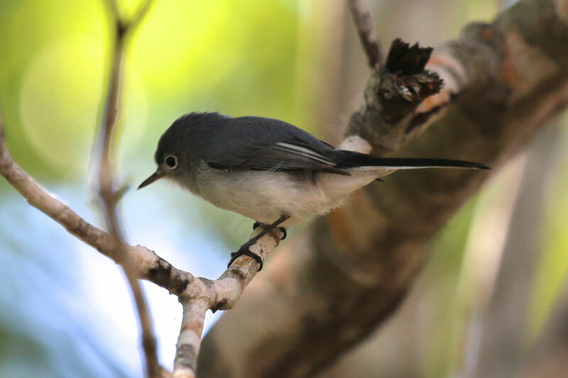 Blue-grey Gnatcatcher