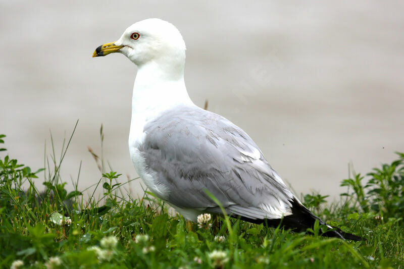 Ring-billed Gull