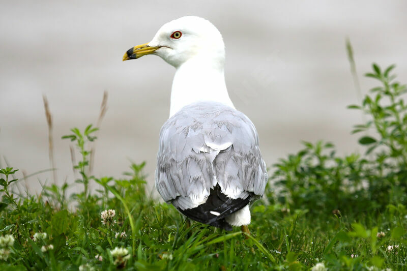 Ring-billed Gull