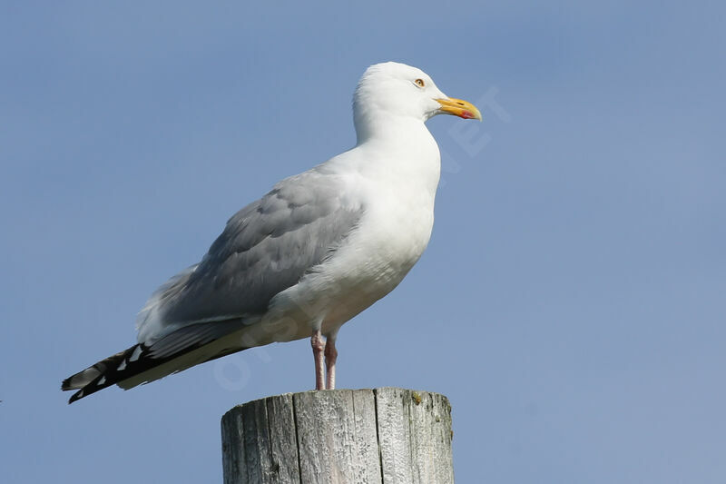 European Herring Gull