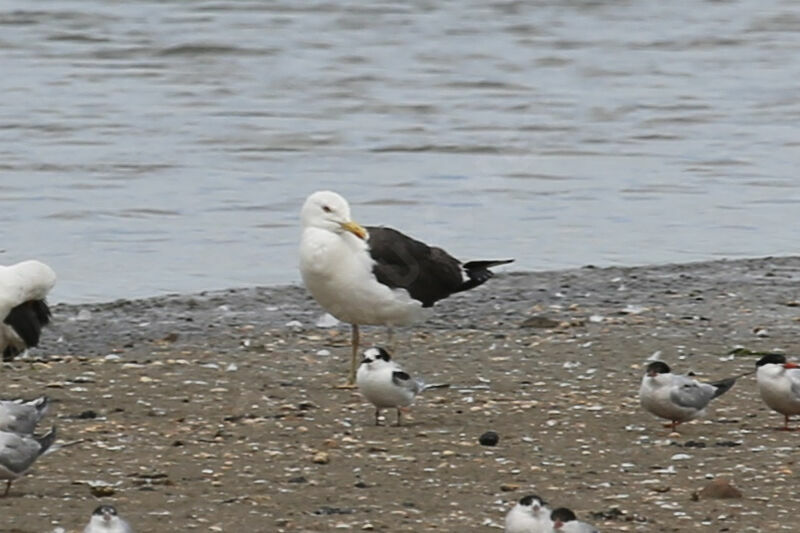 Lesser Black-backed Gull