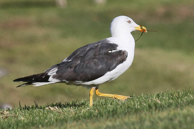 Lesser Black-backed Gull