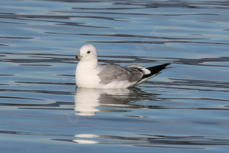 Common Gull