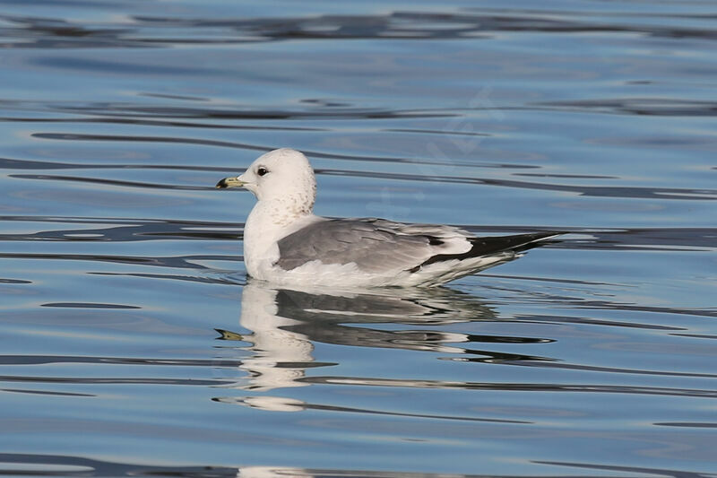 Common Gull