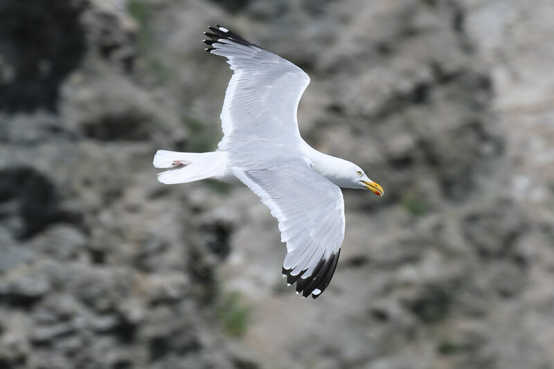 Goéland d'Amérique