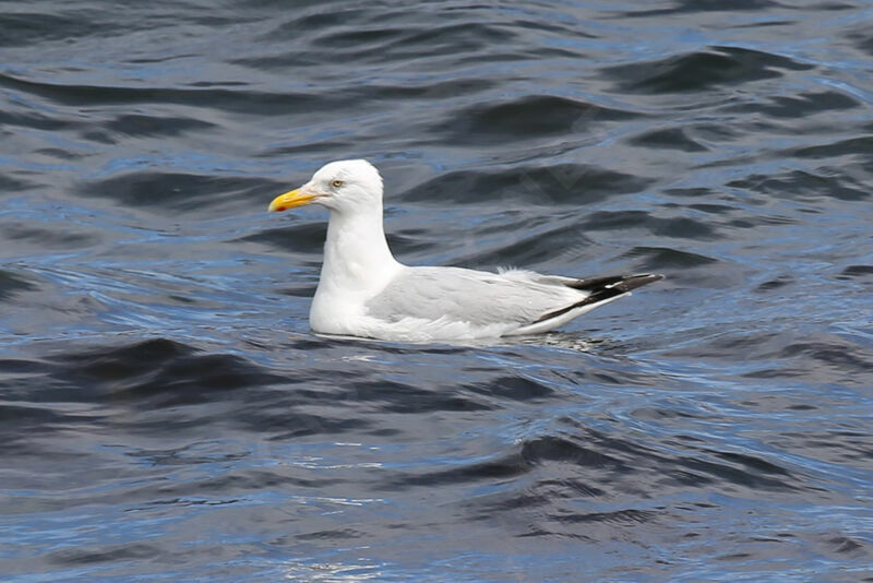 American Herring Gull