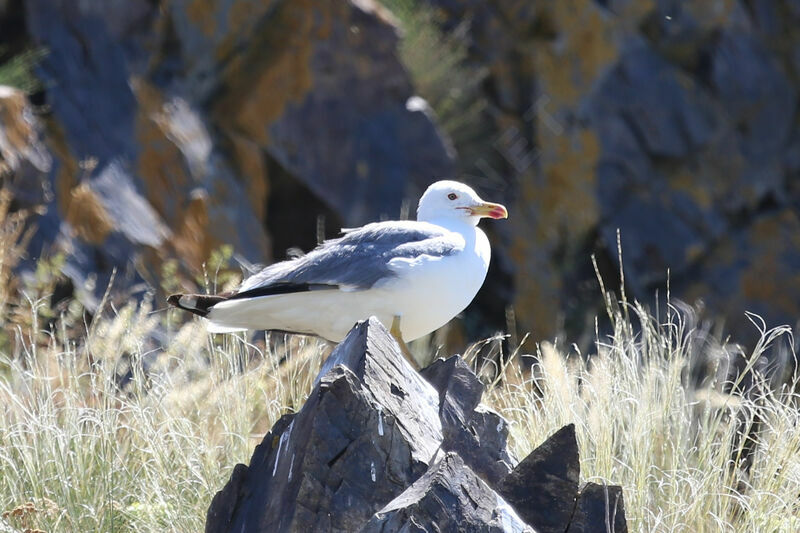 Goéland d'Arménie