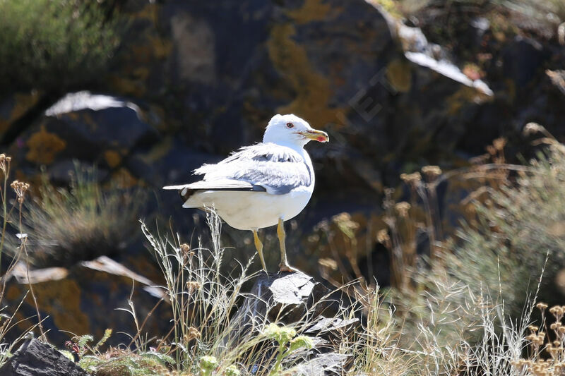 Armenian Gull