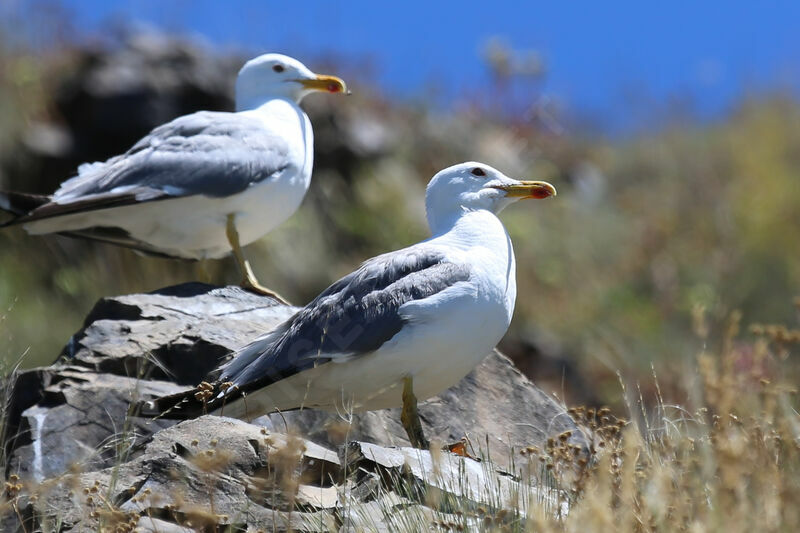 Armenian Gull