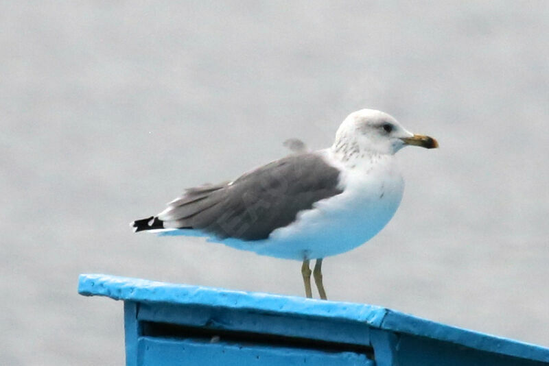 Armenian Gull