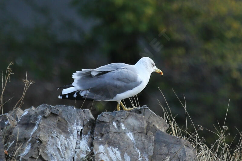 Armenian Gull